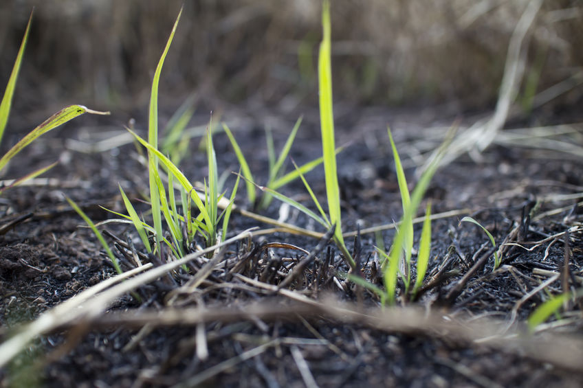 Emerging Organizations (The Community Social Impact Portfolio)