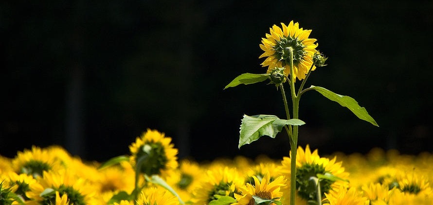 Niche Organizations (The Community Social Impact Portfolio)