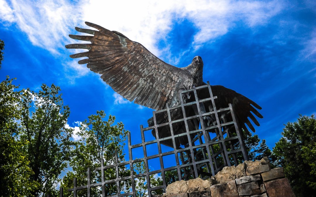 Three questions with Jim Warren Executive Director Of The Raptor Center